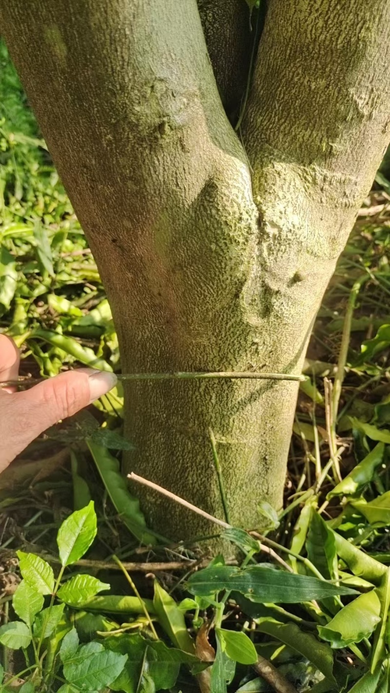 广西梧州三叉苦苗，苗圃直发一手货源，提供技术指导