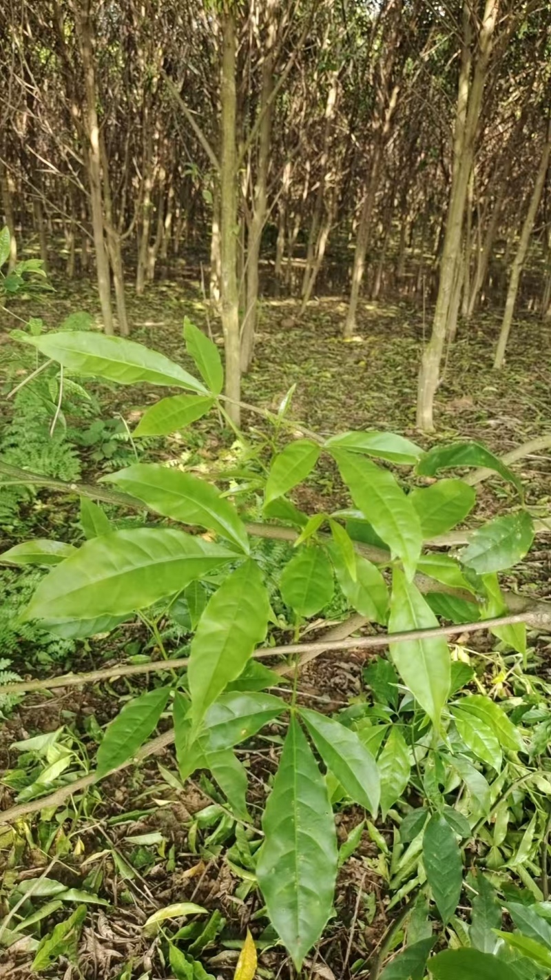 广西梧州三叉苦苗，苗圃直发一手货源，提供技术指导