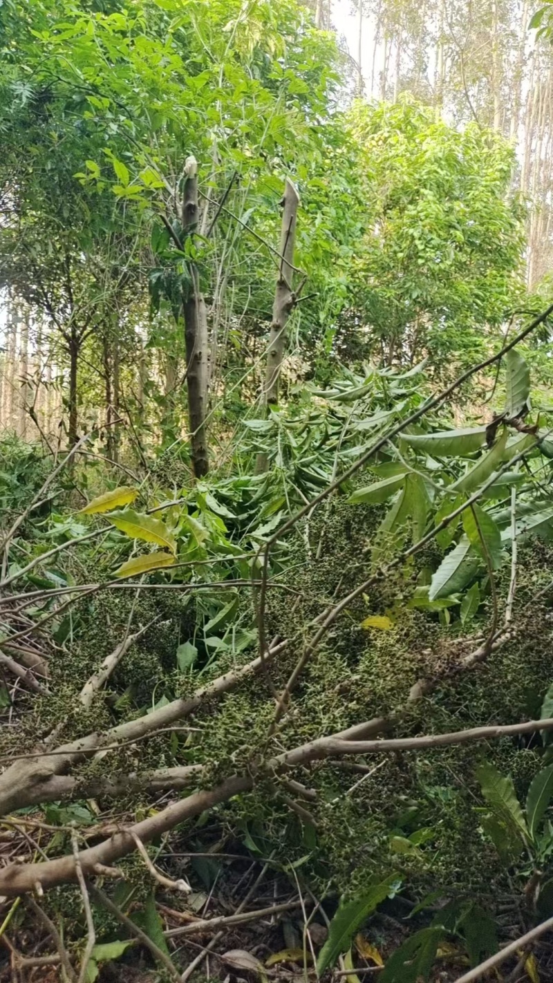 广西梧州三叉苦苗，苗圃直发一手货源，提供技术指导