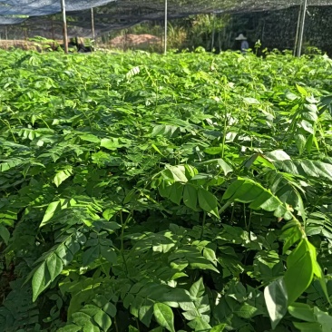 广西猴耳环苗，苗圃直发一手货源，量大可优惠，视频看货