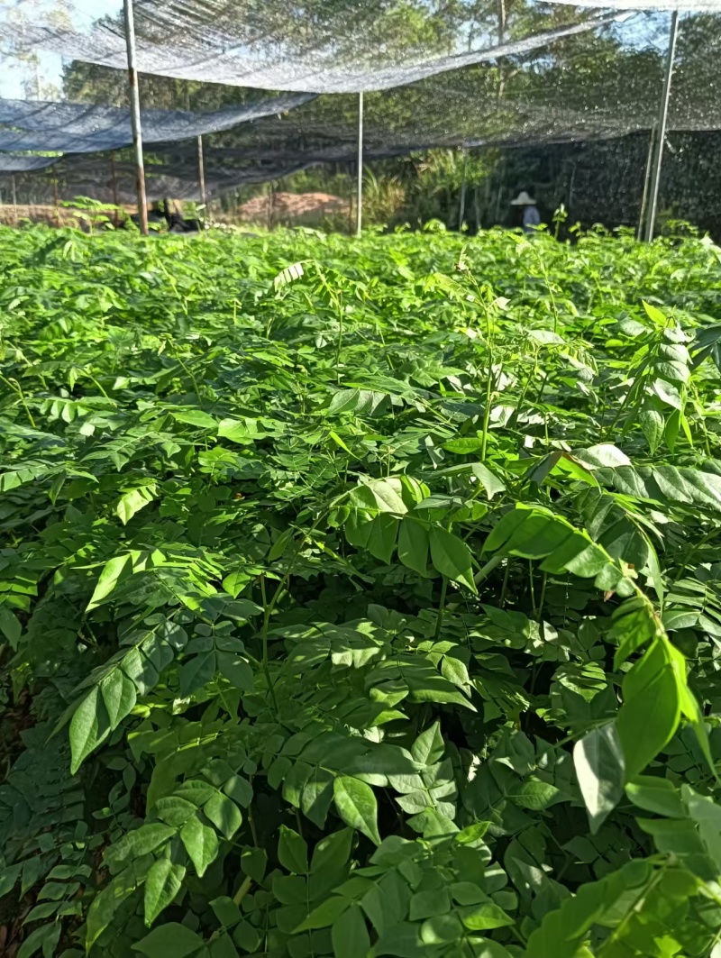 广西猴耳环苗，苗圃直发一手货源，量大可优惠，视频看货