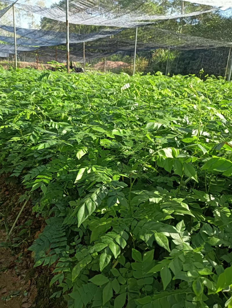 广西猴耳环苗，苗圃直发一手货源，量大可优惠，视频看货