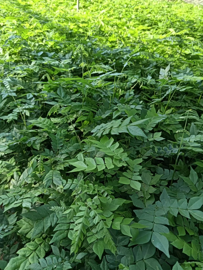 广西猴耳环苗，苗圃直发一手货源，量大可优惠，视频看货