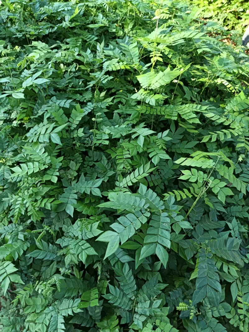广西猴耳环苗，苗圃直发一手货源，量大可优惠，视频看货