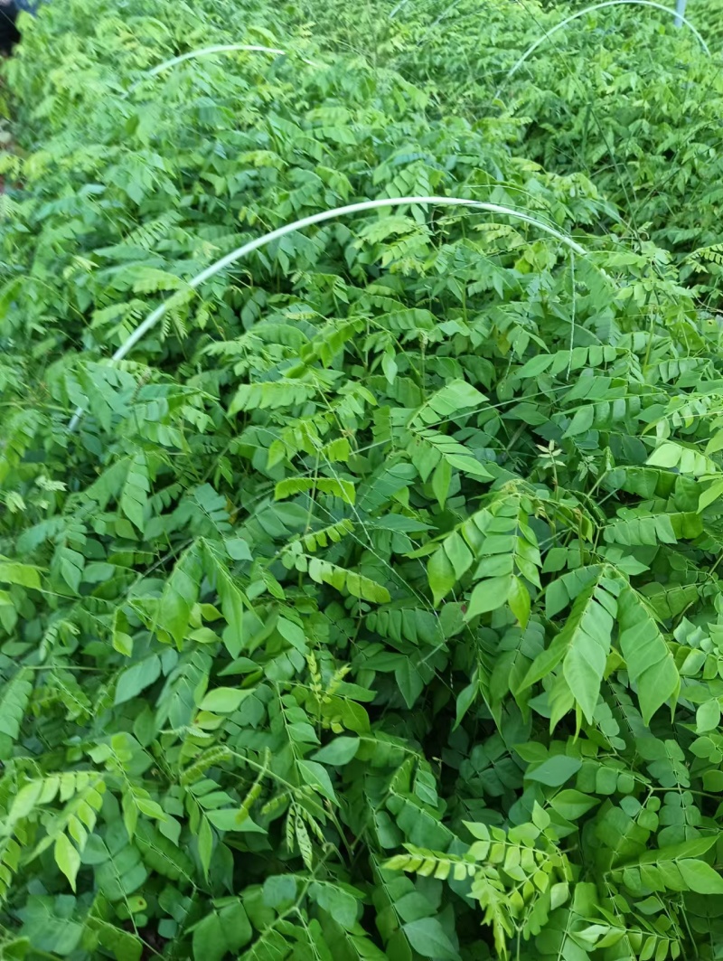 广西猴耳环苗，苗圃直发一手货源，量大可优惠，视频看货