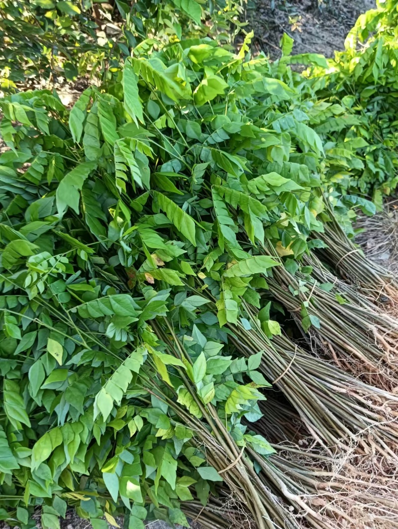 广西猴耳环苗，苗圃直发一手货源，量大可优惠，视频看货
