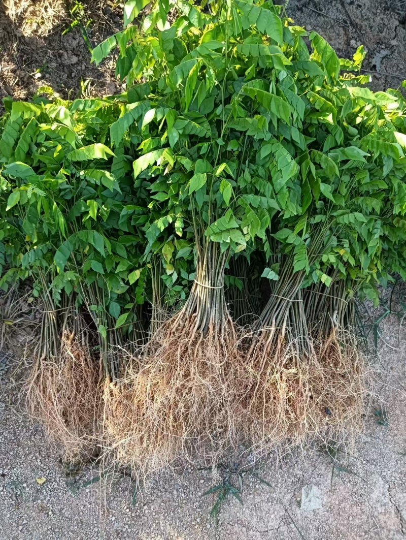 广西猴耳环苗，苗圃直发一手货源，量大可优惠，视频看货