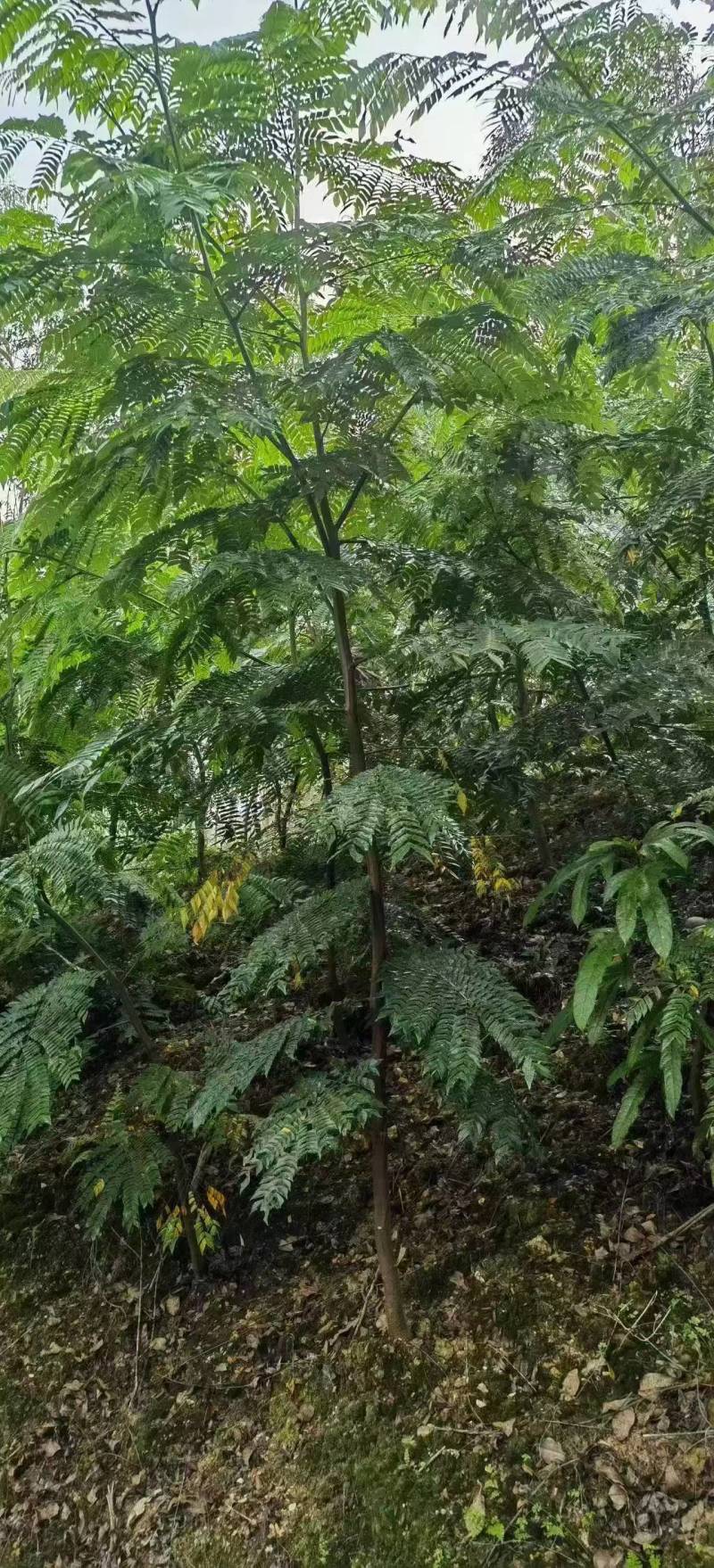 广西猴耳环苗，苗圃直发一手货源，量大可优惠，视频看货