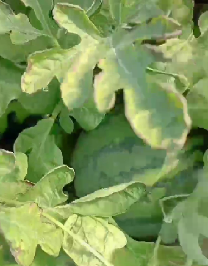 江苏省盐城市滨海县美都西瓜自家种植量大从优价格好商