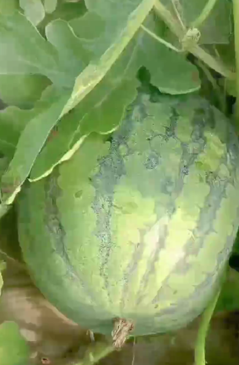 江苏省盐城市滨海县美都西瓜自家种植量大从优价格好商