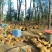 黄羽乌皮土鸡跑山鸡大量供应品质保证对接全国市场