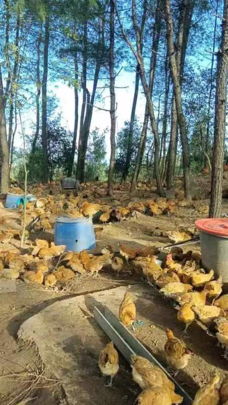 黄羽乌皮土鸡跑山鸡大量供应品质保证对接全国市场