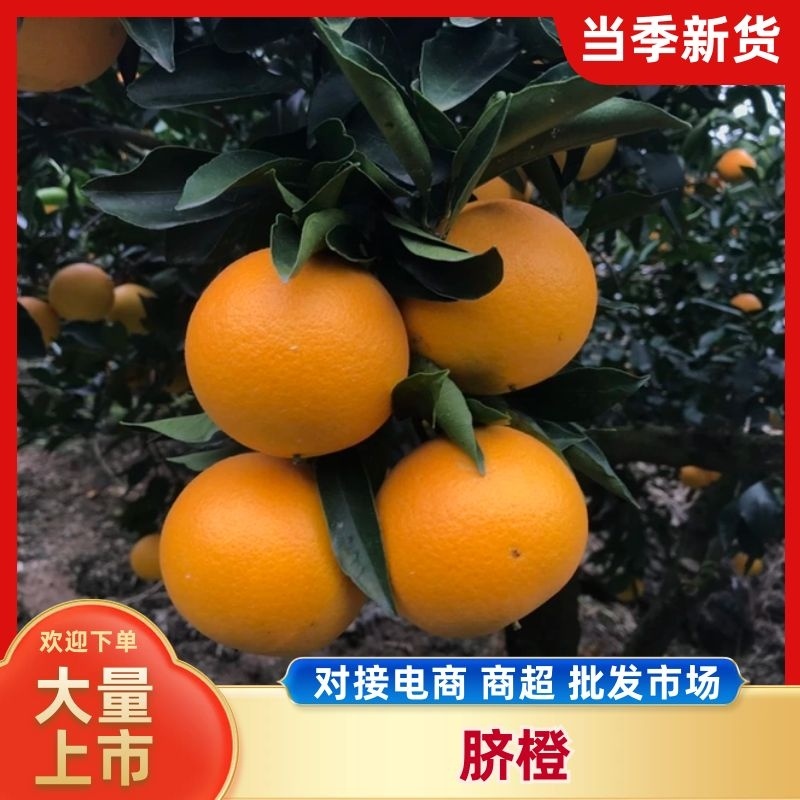 常年产地直供鲜榨橙汁商用果，皮薄汁多味甜橙香浓