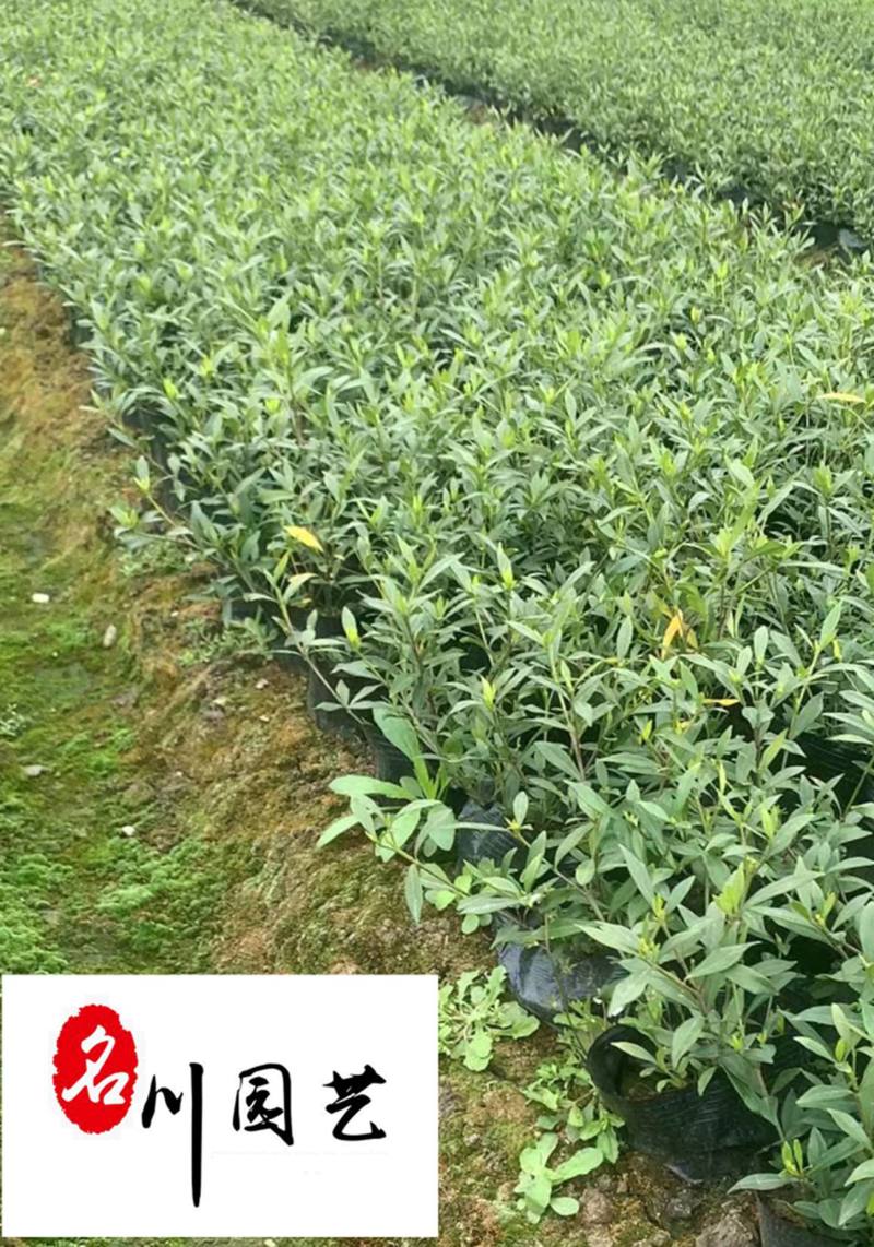 海栀子16杯小杯苗批发成都海栀子工程苗批发量大从优
