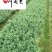海栀子16杯小杯苗批发成都海栀子工程苗批发量大从优