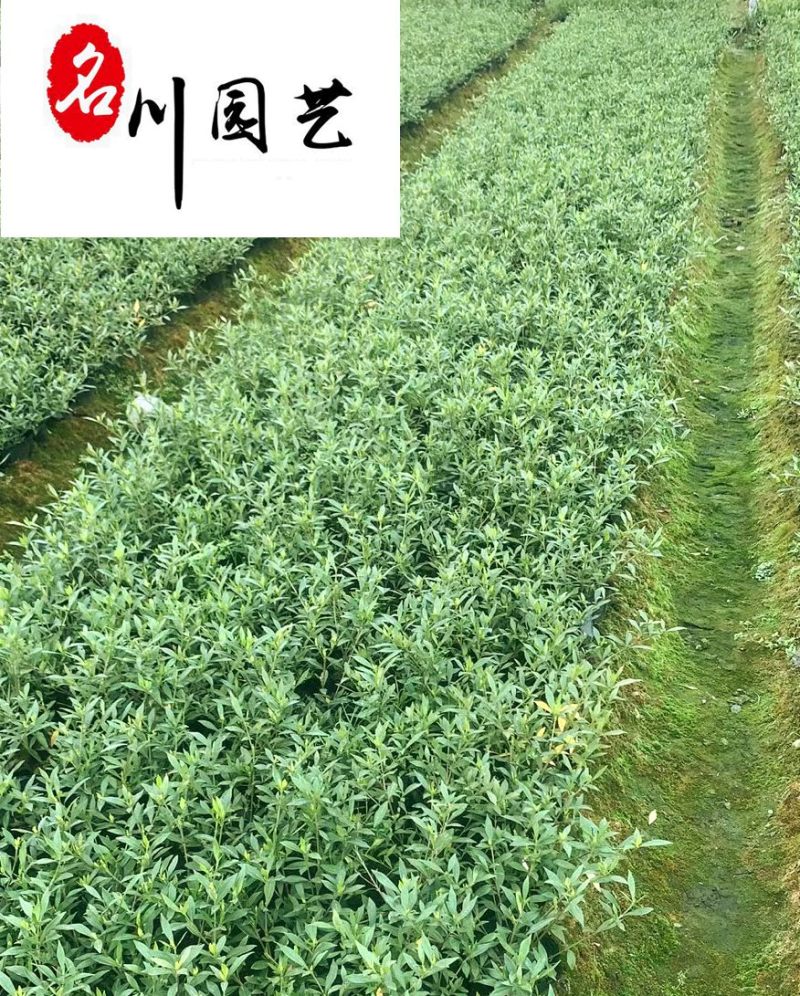 海栀子16杯小杯苗批发成都海栀子工程苗批发量大从优