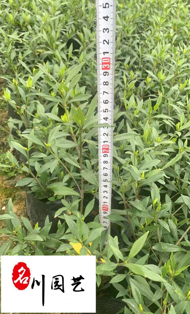 海栀子16杯小杯苗批发成都海栀子工程苗批发量大从优