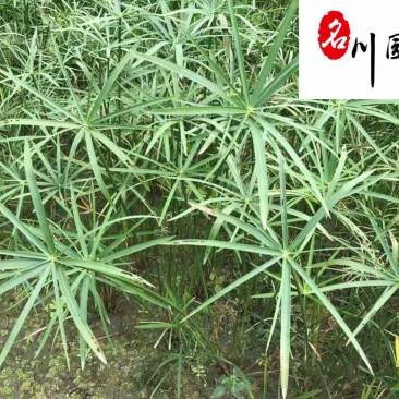 旱伞草基地直销供应旱伞草水生植物规格多量大价优