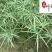 旱伞草基地直销供应旱伞草水生植物规格多量大价优