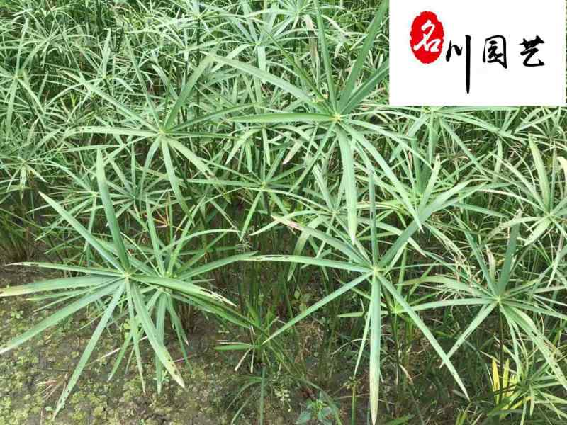 旱伞草基地直销供应旱伞草水生植物规格多量大价优