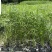 旱伞草基地直销供应旱伞草水生植物规格多量大价优