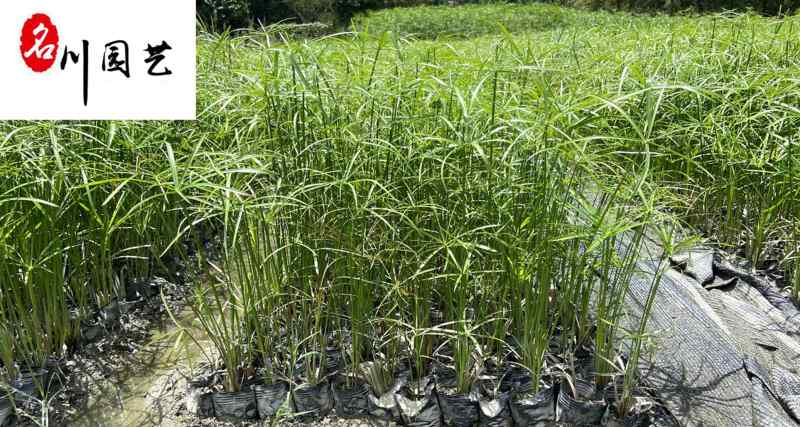 旱伞草基地直销供应旱伞草水生植物规格多量大价优