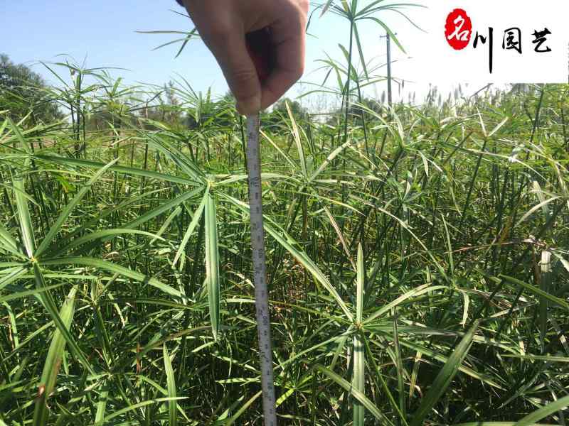旱伞草基地直销供应旱伞草水生植物规格多量大价优