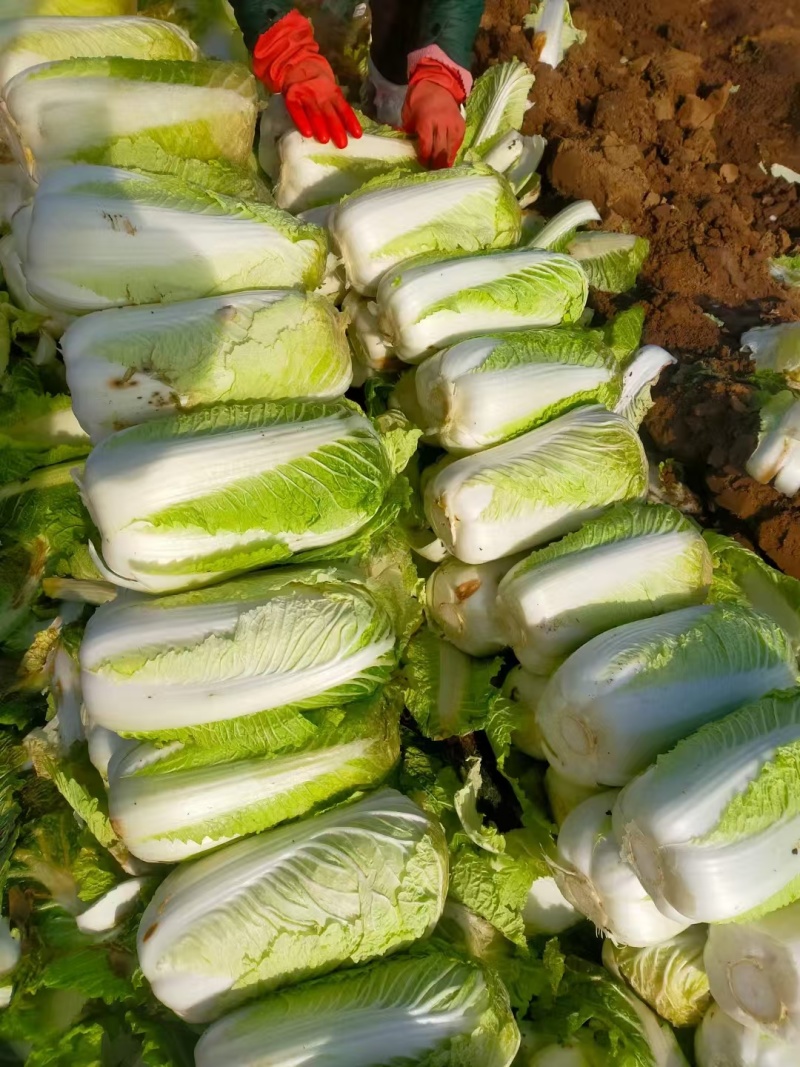北京三号白菜基地直挖全国发货量大质优无虫眼