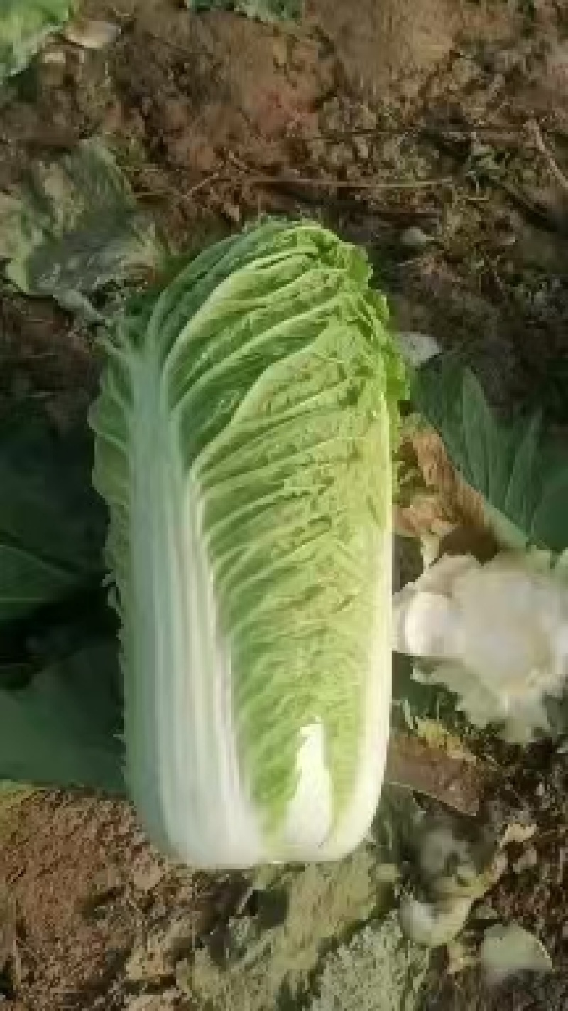北京三号白菜基地直挖全国发货量大质优无虫眼