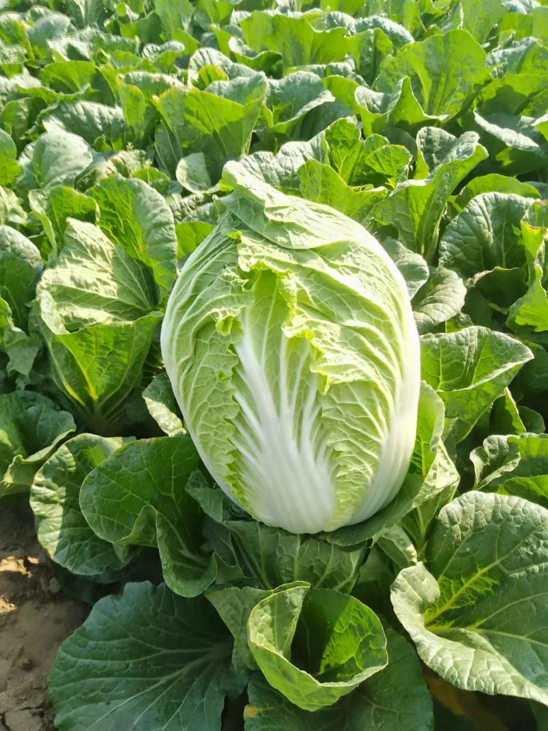 北京三号白菜基地直挖全国发货量大质优无虫眼