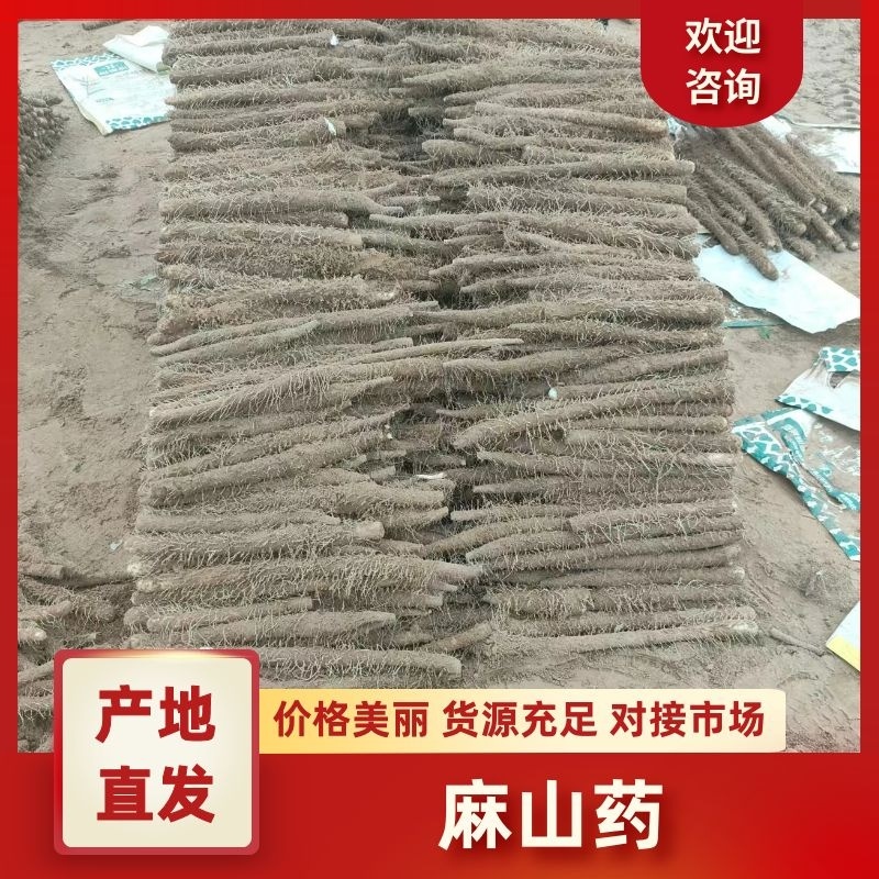 麻山药大量上市价格优惠一手货源支持视频看货欢迎采购