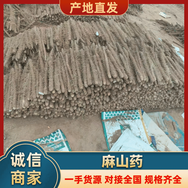 山药麻山药安阳内黄产地直发量大质优价格优惠欢迎咨询