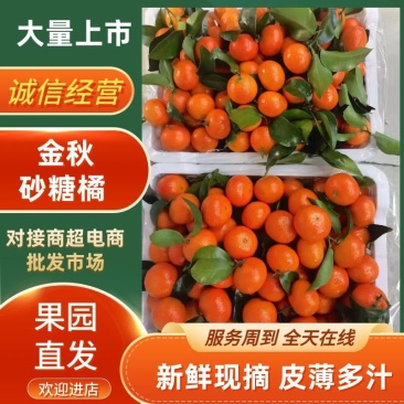 金秋沙糖桔二级果大量上市，需要的老板提前一两天预订，谢谢