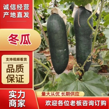 精品冬瓜黑皮冬瓜吊冬瓜产地一手货源全国发货品质保证