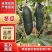 精品冬瓜黑皮冬瓜吊冬瓜产地一手货源全国发货品质保证