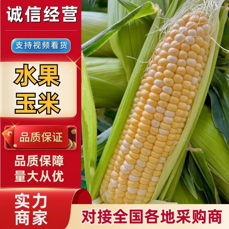 【水果玉米】太阳花玉米产地直发可视频看