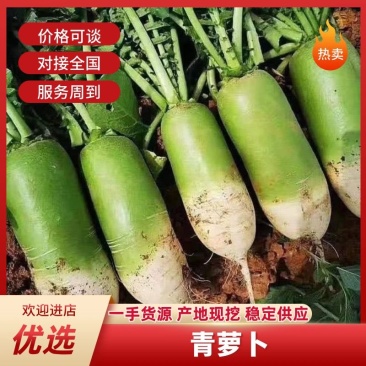 【精品】新疆青萝卜产地直发一手货源代发全国欢迎致电合作