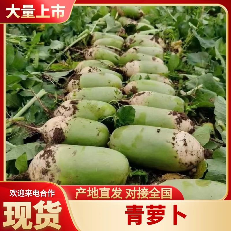 【精品】新疆青萝卜产地直发一手货源代发全国欢迎致电合作
