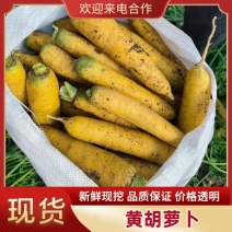 【推荐】新疆黄萝卜精品黄胡萝卜优质货源产地发货可看货