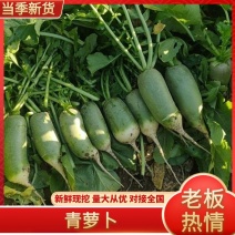 【推荐】精品青萝卜大量供应产地直发保质保量欢迎合作