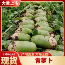 新疆绿源种植农民专业合作社种植的青罗卜黄罗卜胡萝卜