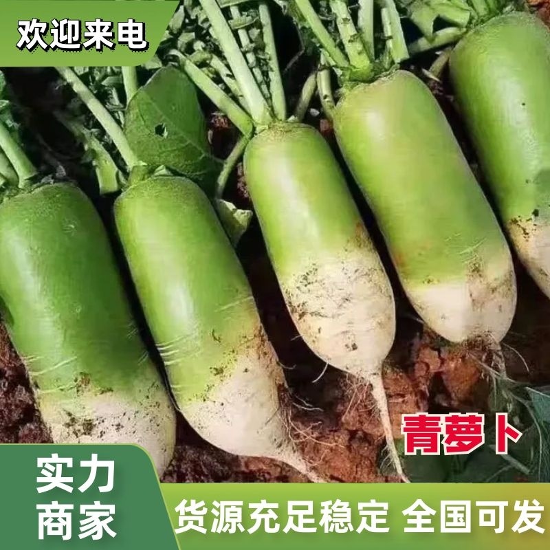 新疆绿源农民种植精品青萝卜，恰玛古，一手货源，量大质优