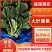 大叶菠菜精品菠菜产地一手货源量大优惠对接全国市场