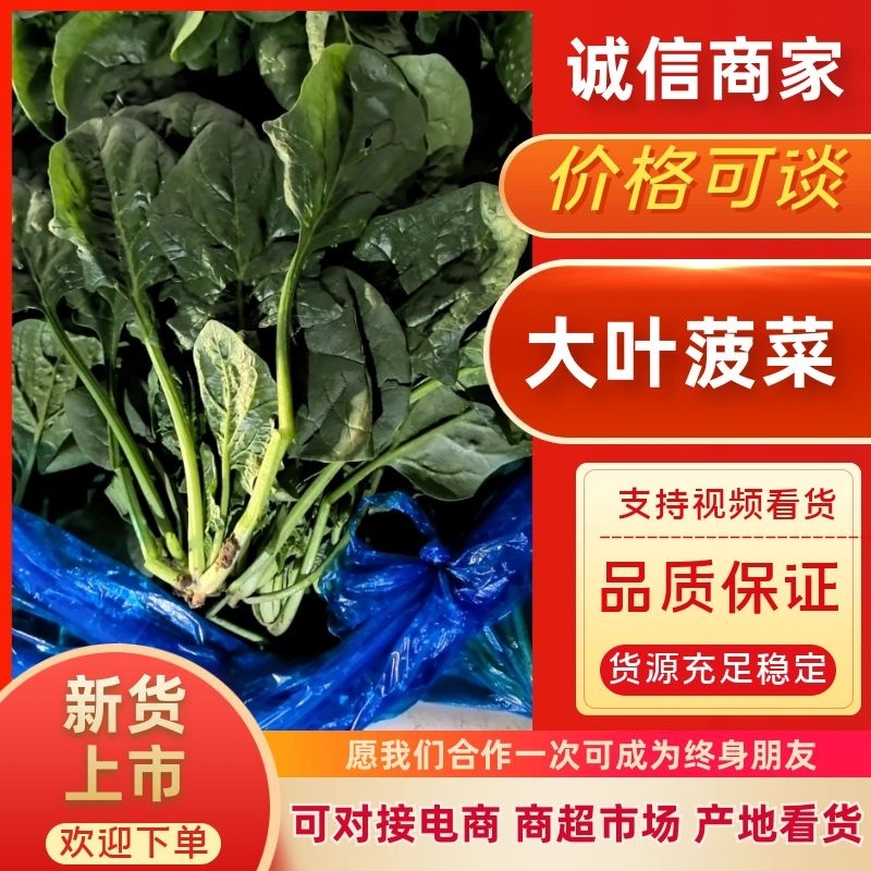 大叶菠菜精品菠菜产地一手货源量大优惠对接全国市场