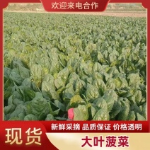 大叶菠菜精品菠菜产地直发品质保障对接全国市场等