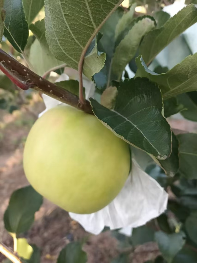 瑞雪苹果,种植基地全国发货，欢迎电话联系沟通洽谈
