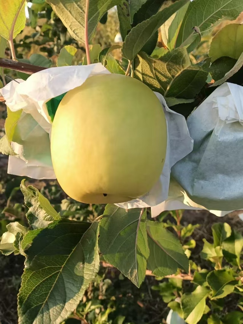瑞雪苹果,种植基地全国发货，欢迎电话联系沟通洽谈