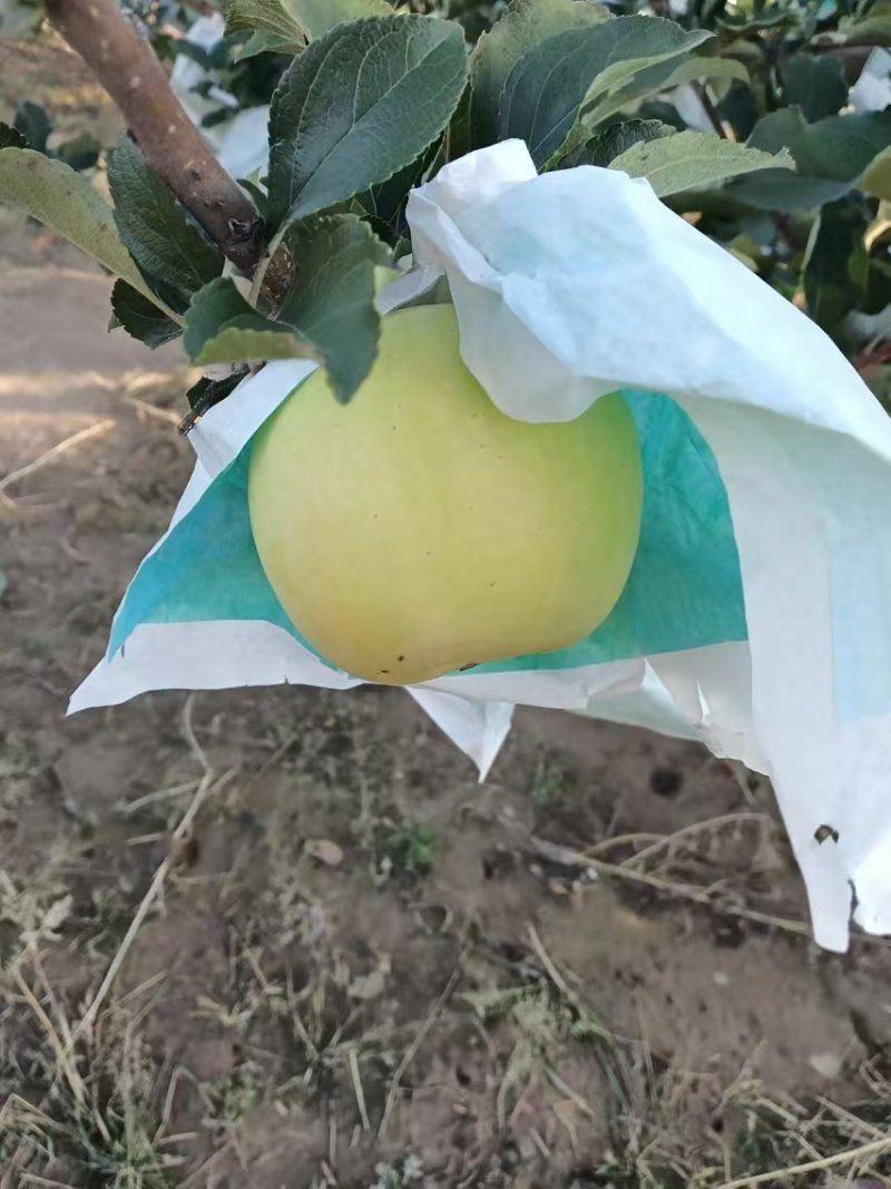 瑞雪苹果,种植基地全国发货，欢迎电话联系沟通洽谈