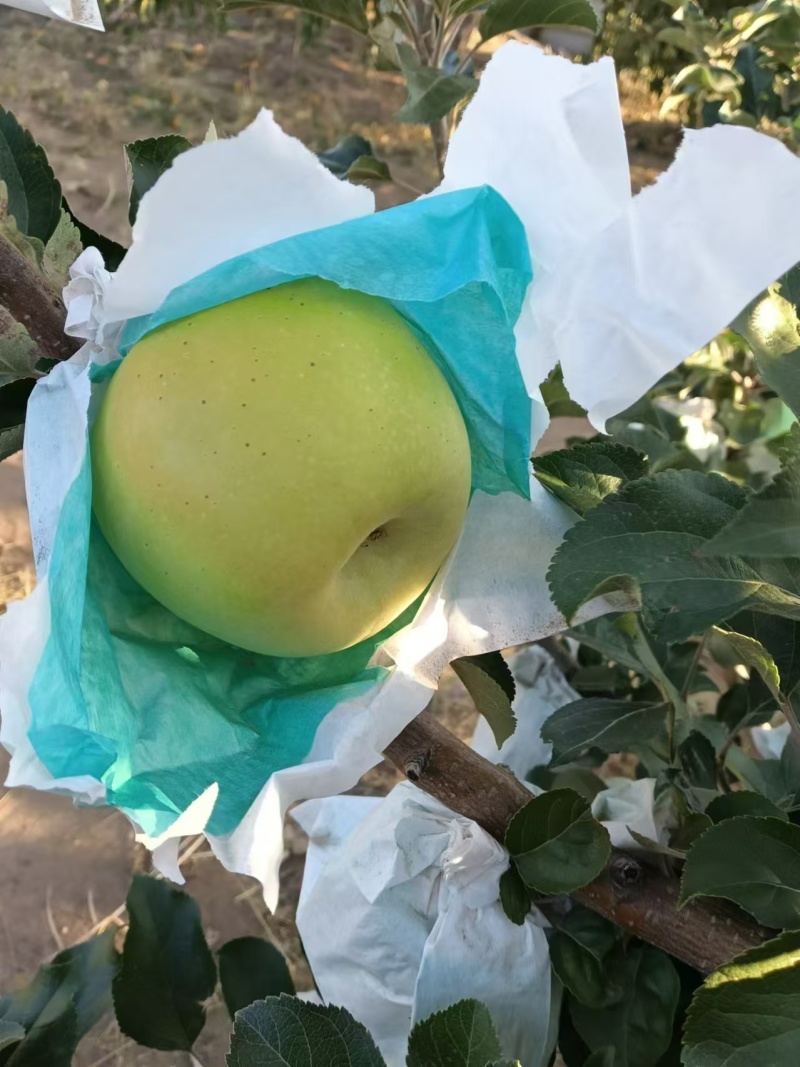 瑞雪苹果,种植基地全国发货，欢迎电话联系沟通洽谈