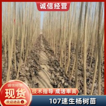 107杨树苗//107速生杨树苗//鲁林9号无絮杨树苗